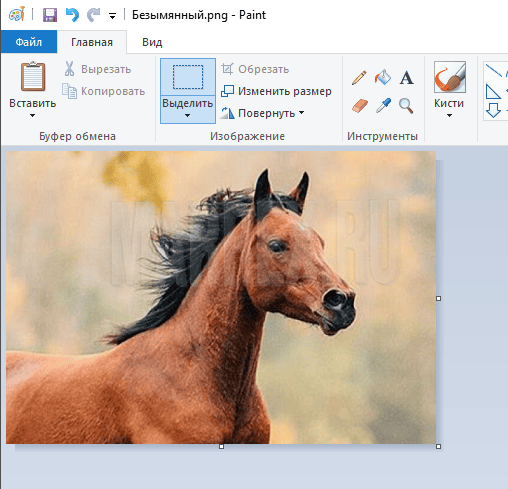 Тренировочная картинка для кадрирования в Paint Тренировочная картинка для кадрирования в Paint